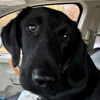 Thumbnail photo of MAVERICK #1