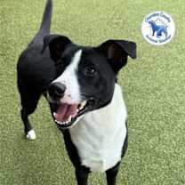 Thumbnail photo of Kratos #4