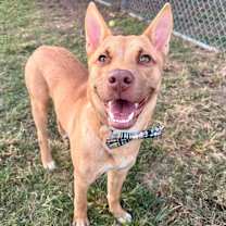 Thumbnail photo of Brody #1