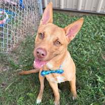 Thumbnail photo of Brody #2