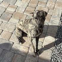 Thumbnail photo of Nova #1