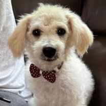 Thumbnail photo of Sully #2