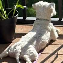 Thumbnail photo of Ailani #2