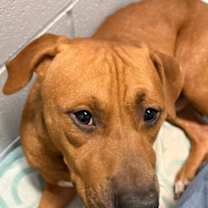 Thumbnail photo of Just Joe #2