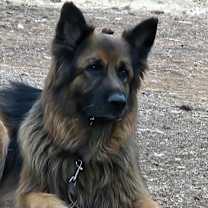 Thumbnail photo of ACE #3