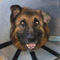 Thumbnail photo of ACE #4