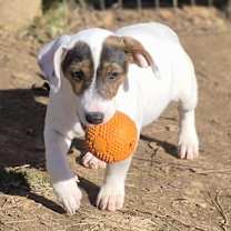 Thumbnail photo of Caparo #4