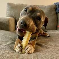 Thumbnail photo of Royal #1