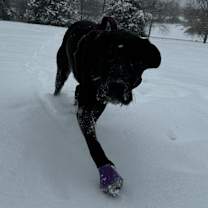 Thumbnail photo of Serreno #3