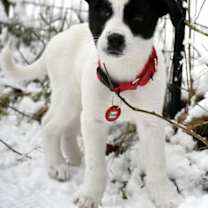 Thumbnail photo of Apple Holstein #1