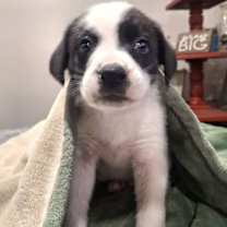 Thumbnail photo of Apple Holstein #2