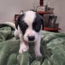 Thumbnail photo of Apple Holstein #4