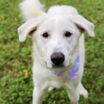 Thumbnail photo of Nala #1