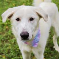 Thumbnail photo of Nala #3