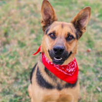 Thumbnail photo of Scooby Doo #1