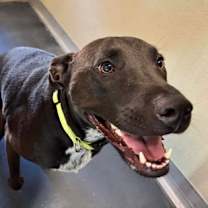 Thumbnail photo of Cane Gregory #2