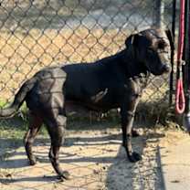 Thumbnail photo of Maize(HW+) #2