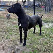 Thumbnail photo of Maize(HW+) #3