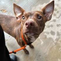 Thumbnail photo of Brownie #2