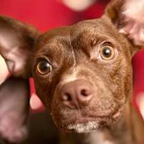 Thumbnail photo of Brownie #3