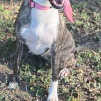 Thumbnail photo of Bella #3