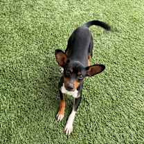 Thumbnail photo of Tiko #3