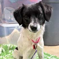 Thumbnail photo of Leah #1