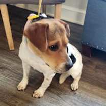 Thumbnail photo of Honey *Adopt or Foster* #1