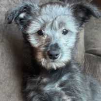 Thumbnail photo of Shiloh #1