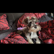 Thumbnail photo of Motley #2