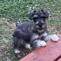 Thumbnail photo of Motley #4