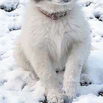 Thumbnail photo of Leire in OH - Has Boundless Enthusiasm! #3