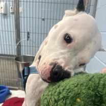 Thumbnail photo of Freya #3