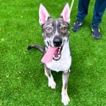 Thumbnail photo of Rum Rum* #1