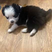 Thumbnail photo of Maylee Pup: Panda #2