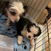 Thumbnail photo of Maylee Pup: Panda #4