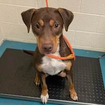 Thumbnail photo of Scooby #3