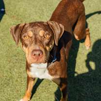 Thumbnail photo of Scooby #4