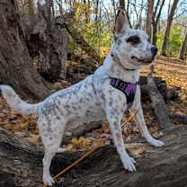 Thumbnail photo of Robin #1