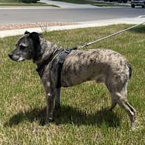 Thumbnail photo of Baxter #4