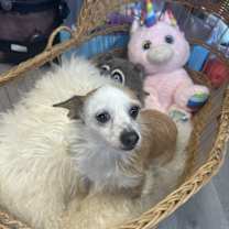 Thumbnail photo of Princess Bee #1