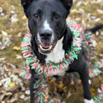 Thumbnail photo of Lilly #3