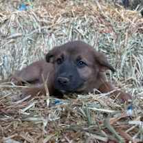 Thumbnail photo of Jubilee #2