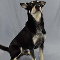 Thumbnail photo of Milky Way 501-24 #3