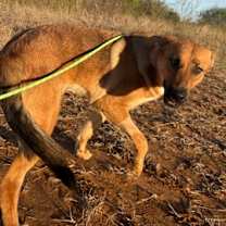 Thumbnail photo of Jazz #2