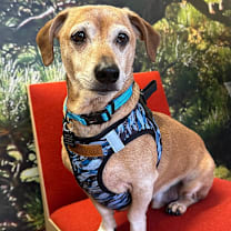 Thumbnail photo of GitHub 13537 #2