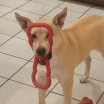 Thumbnail photo of Holley #4