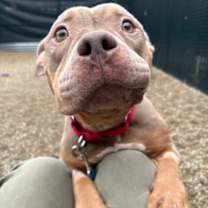 Thumbnail photo of Sweet Potato #1