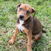 Thumbnail photo of Puppy Sadie #2