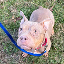 Thumbnail photo of Sweet Potato #2